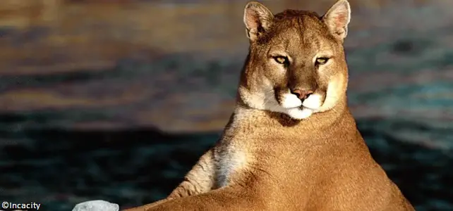 Puma des Andes