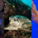 Les secrets de la respiration des animaux aquatiques