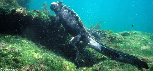 Respiration des reptiles marins et aquatiques