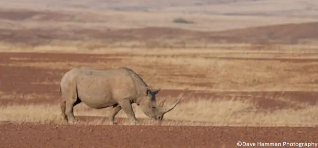 Espoir pour le rhinocéros noir