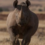 Un léger mieux qui redonne espoir pour le rhinocéros noir