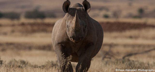 La population sauvage des rhinocéros noirs en légère hausse