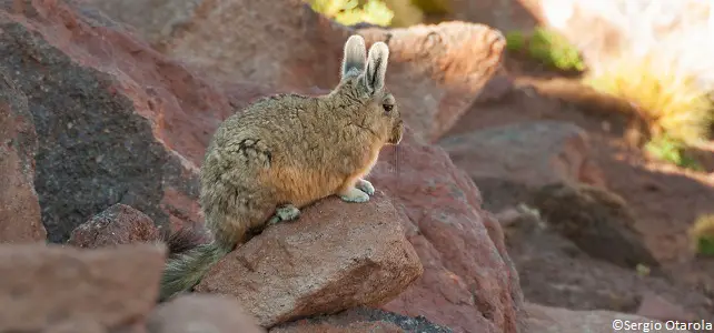 Un vizcacha, proie favorite du chat des Andes