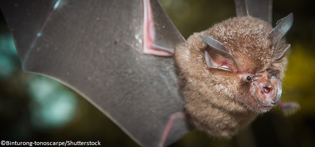 Chauve-souris coronavirus