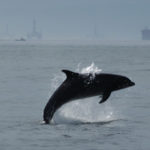 Les dauphins du golfe du Mexique toujours malades dix ans après Deepwater Horizon