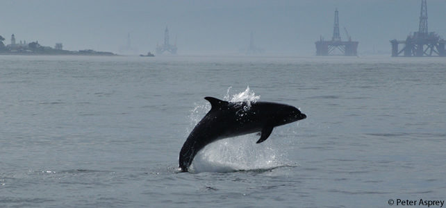 dauphin avec plateforme pétrole en fond