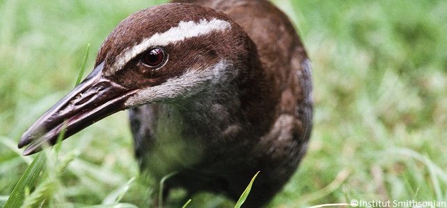 Le retour du râle de Guam dans la nature