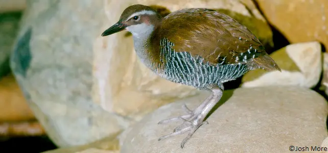 Oiseau râle de Guam (Hypotaenidia owstoni)