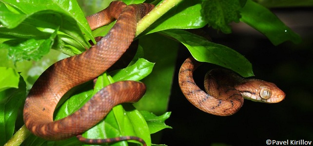 Serpent brun prédateur du râle de Guam