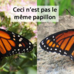 Les différentes formes du mimétisme animal