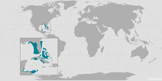 Localisation actuelle du poisson-scie tident