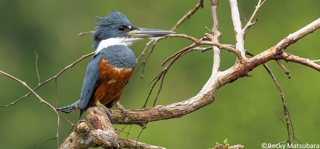 Martin pêcheur à ventre roux (Megaceryle torquata)