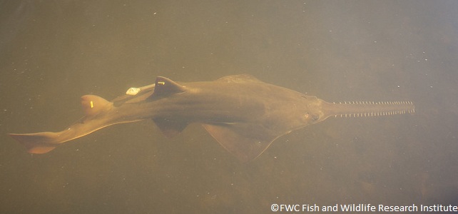 Conservation du poisson-scie tident