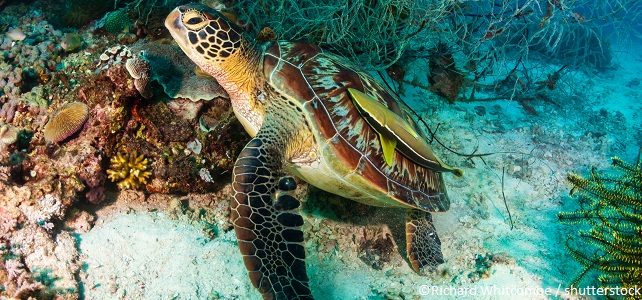 Tortue verte (Chelonia mydas)