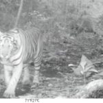 Un tigre de Sumatra aperçu dans la réserve de Supayang