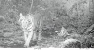 Retour du tigre de Sumatra dans la réserve Kalaweit