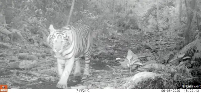 Retour du tigre de Sumatra dans la réserve Kalaweit