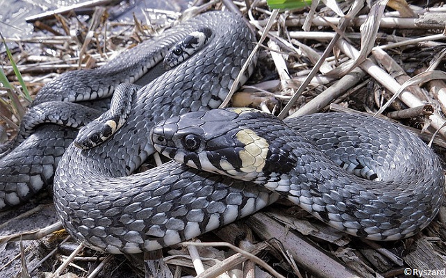 Couleuvre à collier (Natrix natrix)