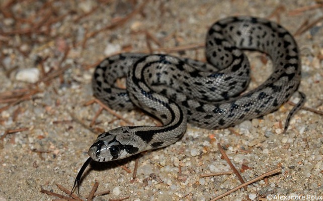 Couleuvre à échelons (Rhinechis scalaris)