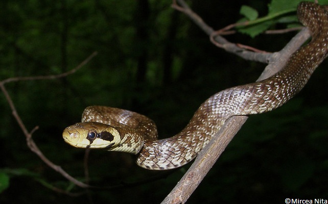 Couleuvre d’Esculape (Zamenis longissimus)