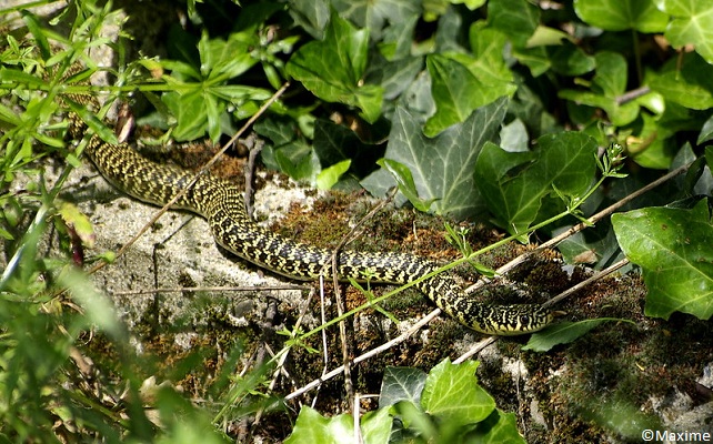 Couleuvre jaune et verte (Hierophis viridiflavus)