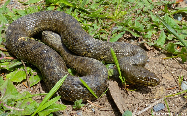 Couleuvre vipérine (Natrix maura)