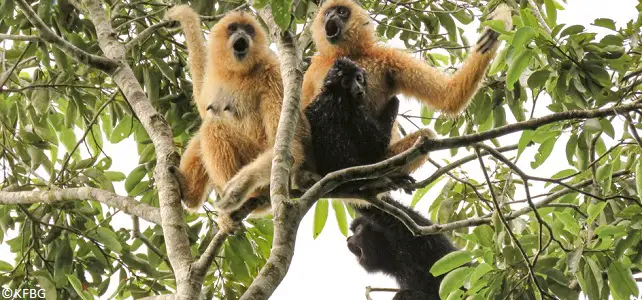 Groupe de gibbons de Hainan