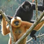 Proches de l’extinction, un nouveau couple de gibbons de Hainan découvert