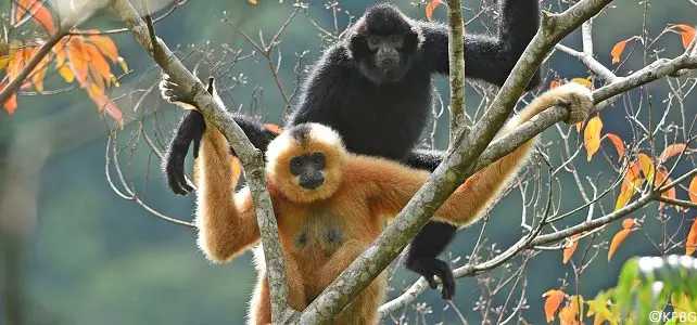 Nouveau couple reproducteur de gibbons de Hainan