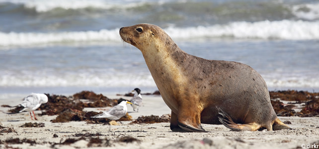 australian sea lion