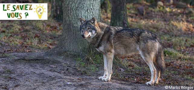 Le loup de retour naturellement en France