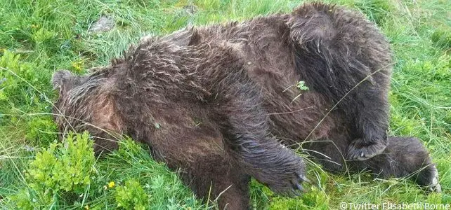 Un ours retrouvé tué par balles en Ariège