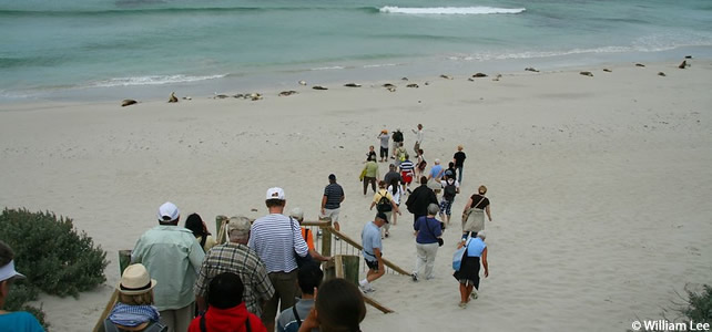 Kangaroo Island et sea lion