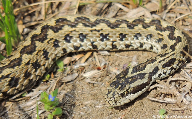 Vipère d’Orsini (Vipera ursinii)