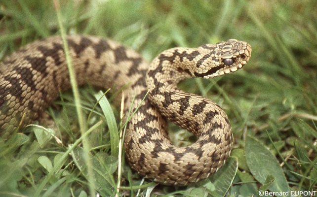 Vipère péliade (Vipera berus)