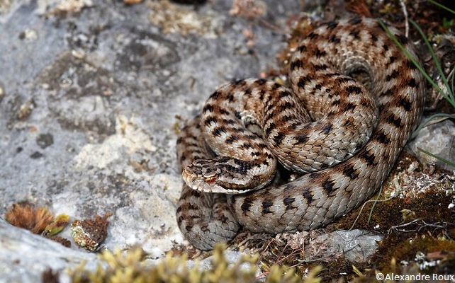 Vipère de Séoane (Vipera seoanei)