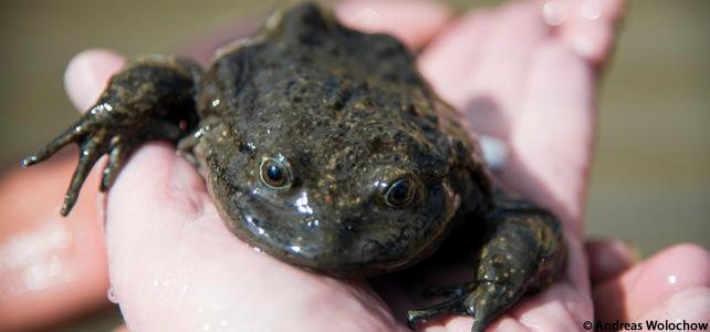 Titicaca Water Frog