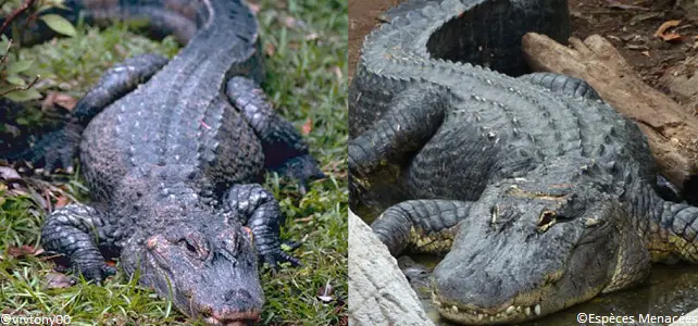 Alligator chinois et alligator américain