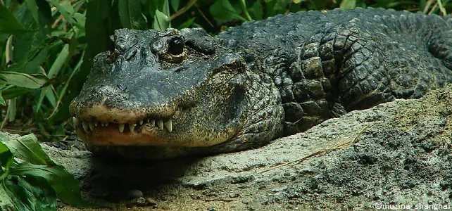 Alligator de Chine (Alligator sinensis)