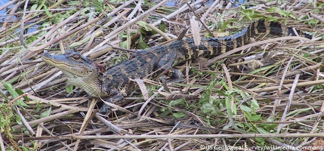 Alligator chinois juvénile