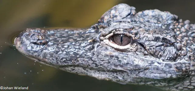 Conservation de l'alligator de Chine
