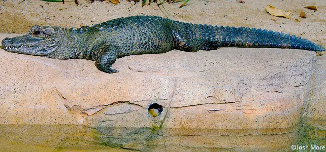 Alligator de Chine en captivité