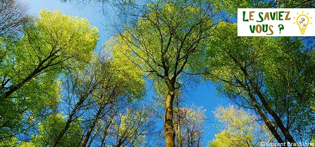 Les arbres sont sensibles et capables de communiquer