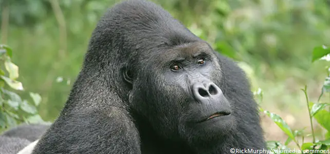 Gorille des plaines de l'Est ou gorille de Grauer