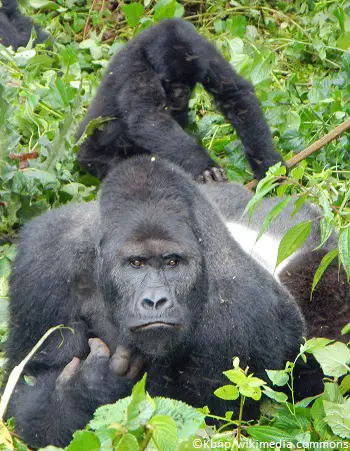 Gorille dos argenté de Grauer