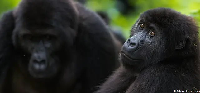 Les gorilles vivent en groupes organisés autour d'un dos argenté