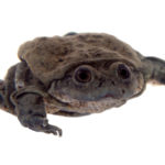 La grenouille géante du lac Titicaca, objet de toutes les inquiétudes