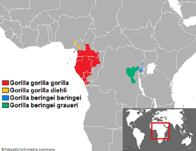 Habitat des gorilles en Afrique