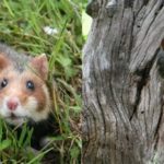 MAJ UICN : le grand hamster et les lémuriens en mauvaise posture