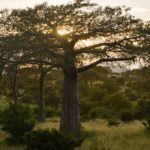 Les arbres, des êtres bien plus intelligents qu’on ne le pense